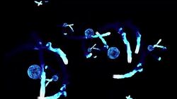 see of atom Stock Footage