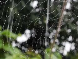 Cobweb and rain (HD) Stock Footage