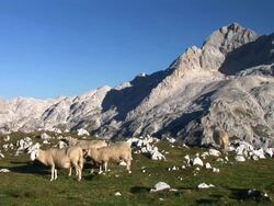 HD: Flock of sheep Stock Footage