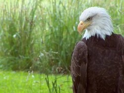 Bald Eagle Stock Footage