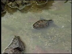 Damage from Philippine oil spill growing, sunken fuel tanker likened to time bomb News Clip