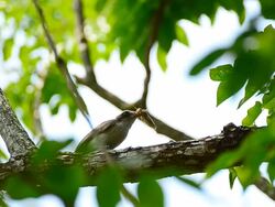 Brown bird Eating Caterpillar Stock Footage