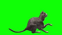 Cat Green Screen (Loopable) Stock Footage