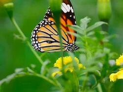 Monarch Butterfly Stock Footage