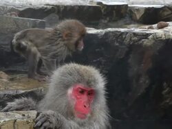 Japanese Macaques ( Macaca Fuscata ) monkeys, Jigokudani nature reserve, Chubu, Japan, Asia Stock Footage