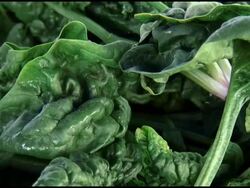 Fresh Organic Bloomsdale Spinach Stock Footage