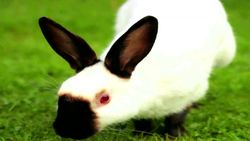 External Effects on Gene Expression Instructional Video