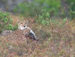 WS Cheetah and cub / South Africa Stock Footage