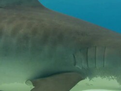 Tiger shark, Galeocerdo cuvier, era, Bahamas  Stock Footage