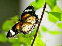 Lacewing Butterfly Stock Footage