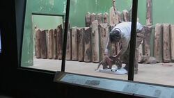 CLEAN : Prague zoo breeds critically endangered Malayan tiger News Clip