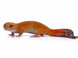 Leopard Gecko Stock Footage
