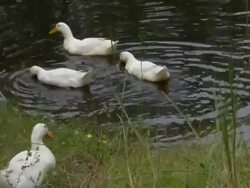 White Ducks in a Pond Stock Footage
