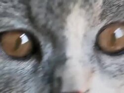 HD: Scottish Fold Kitten Looking - Macro Stock Footage