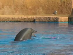 MS  SLO MO Shot of dolphin performing trick with hula hoop / Durban, Kwazulu-Natal, South Africa Stock Footage