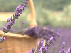 Lavender Cutting 002 Stock Footage