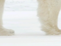 MS PAN Polar bear walking in snowy landscap / Churchill, Manitoba, Canada Stock Footage