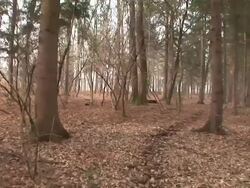 HD STEADYCAM: Walking in the forest Stock Footage