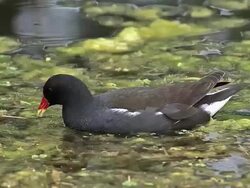 MS TS Common Moorhen or European Moorhen, gallinula chloropus serching food in Pond / Vieux Pont, Normandy, France Stock Footage