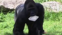 Raw: Gorillas Nosh on Matzo For Passover Holiday News Clip