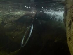 The Animal Residents Of Washington's National Zoo Stock Footage