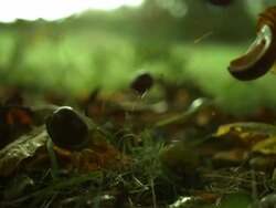 Conkers falling on ground, sharp Stock Footage