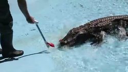 World's oldest American alligator in Serbian zoo News Clip