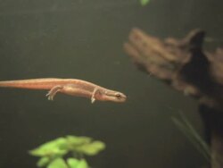 Salamander Stock Footage