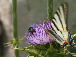 beautiful butterflies Stock Footage