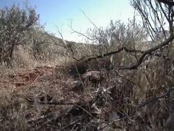 Gila Monster walking Stock Footage
