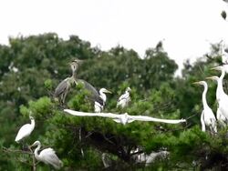  MS SLO MO TS White Egrets resting and flying near tree / Yeongju, Gyeongsangbuk do, South Korea Stock Footage