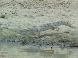 Medium Long Shot tracking-left - A crocodile runs and splashes in a river / Darwin, Australia Stock Footage