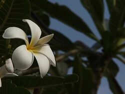 Tropical Flower , Plumeria obtusa - Close-up Stock Footage