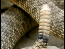 CU Rattlesnake coiled up with head visible, flicks tongue, shakes rattle, USA; SEQUENCE OF CLIPS, SPECIAL TERMS APPLY Stock Footage
