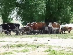 Herd of cows - HD video Stock Footage