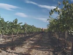 WS PAN Man and dogs walking in rows of vineyard / Zillah, Washington, USA      Stock Footage