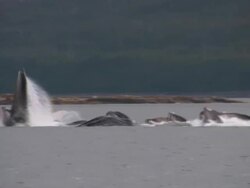 Humpback Whales Bubble Net Feeding Fishing Alaska Glacier Bay Eating Stock Footage