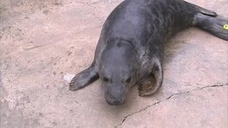 Grey seals in a Cornish seal sanctuary News Clip