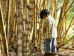 Boy urinating in a forest  Stock Footage