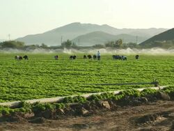 WS PAN Shot of farmworkers picking fruit in field in front of sprinkler / Oxnard, California, United States Stock Footage