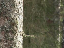 HD: Tree stem Stock Footage