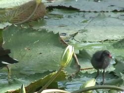Bird walking in the swamp 2  60i Stock Footage