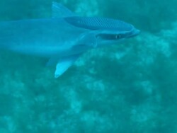 Remora, Echeneidae, freeswimming, sucker, Bahamas  Stock Footage