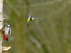 WS SLO MO Shot of Great Spotted Woodpecker, dendrocopos major standing on Tree Trunk and Great Adult in flight / Vieux Pont en Auge, Normandy, France  Stock Footage