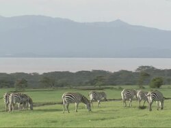 Plains zebras (Equus quagga) grazing next to lake, Kenya Stock Footage