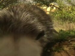Medium Close Up Hand Held - Opossum sniffs the camera with green plants in background / California USA Stock Footage