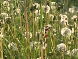 HD: Spring time Stock Footage