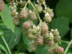 MS Bunches of blackberry, rubus sectio hanging on branch / Serrig, Rhineland-Palatinate, Germany Stock Footage