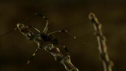 An orb-weaver spider stretches silk threads between two branches to build a web. Stock Footage