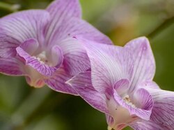 Purple orchids Stock Footage